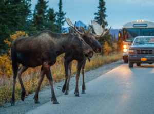 vehicle or car hits moose